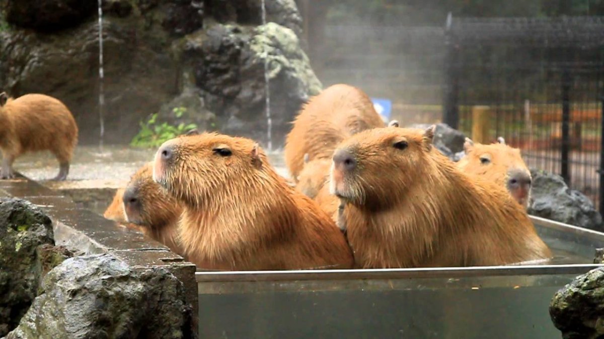 Адмирал капибара