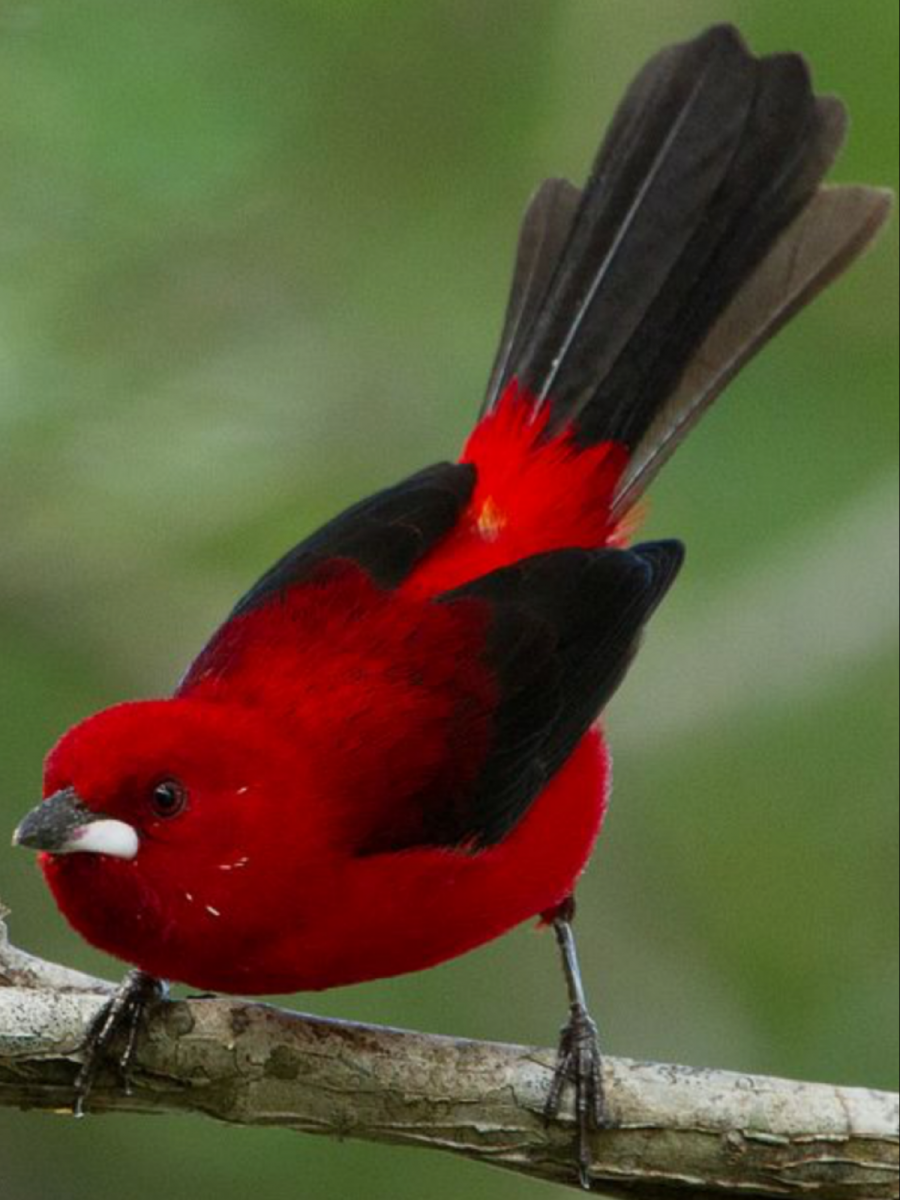 Алая танагра