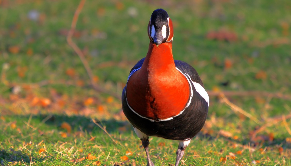 Утки Краснозобая казарка