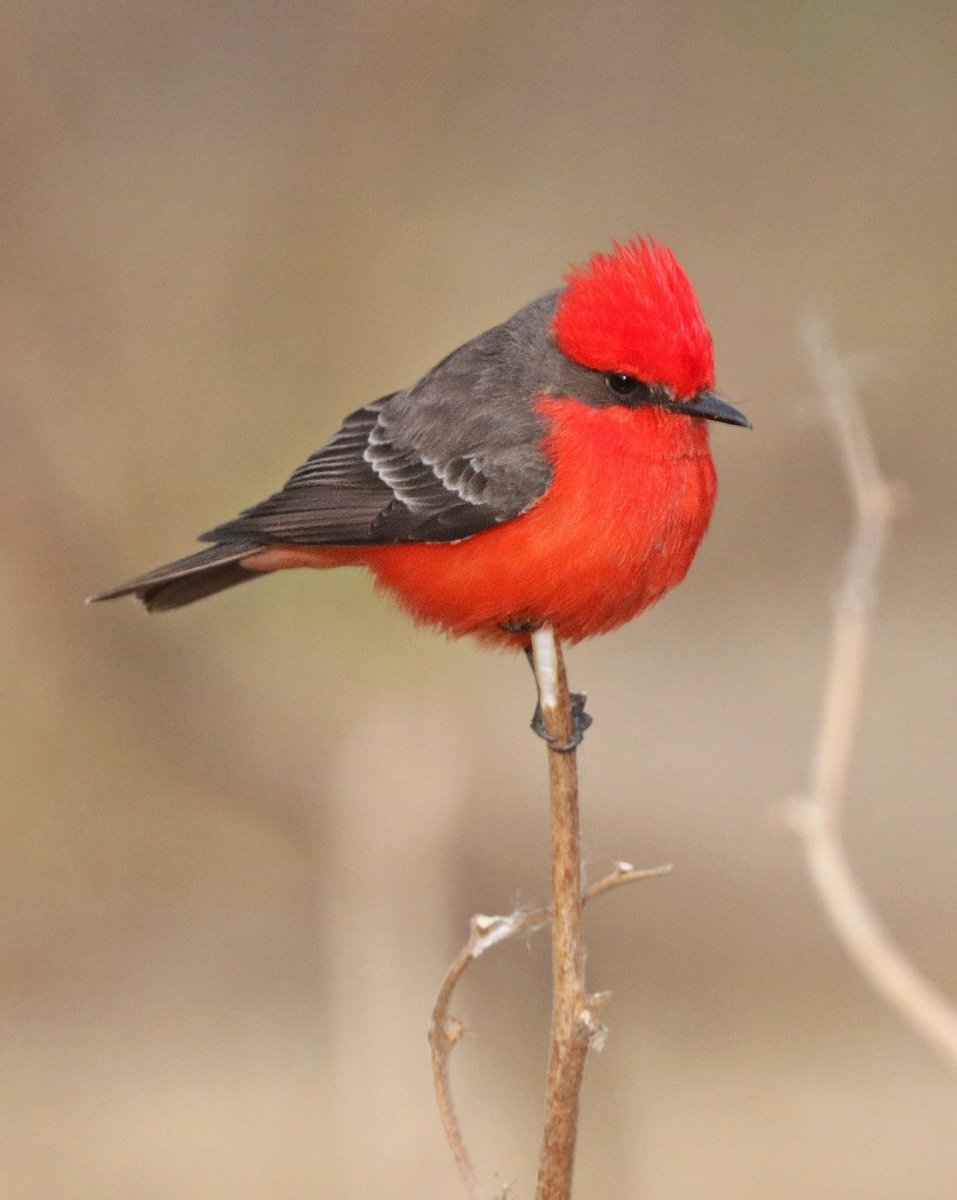 Красноголовый Кардинал