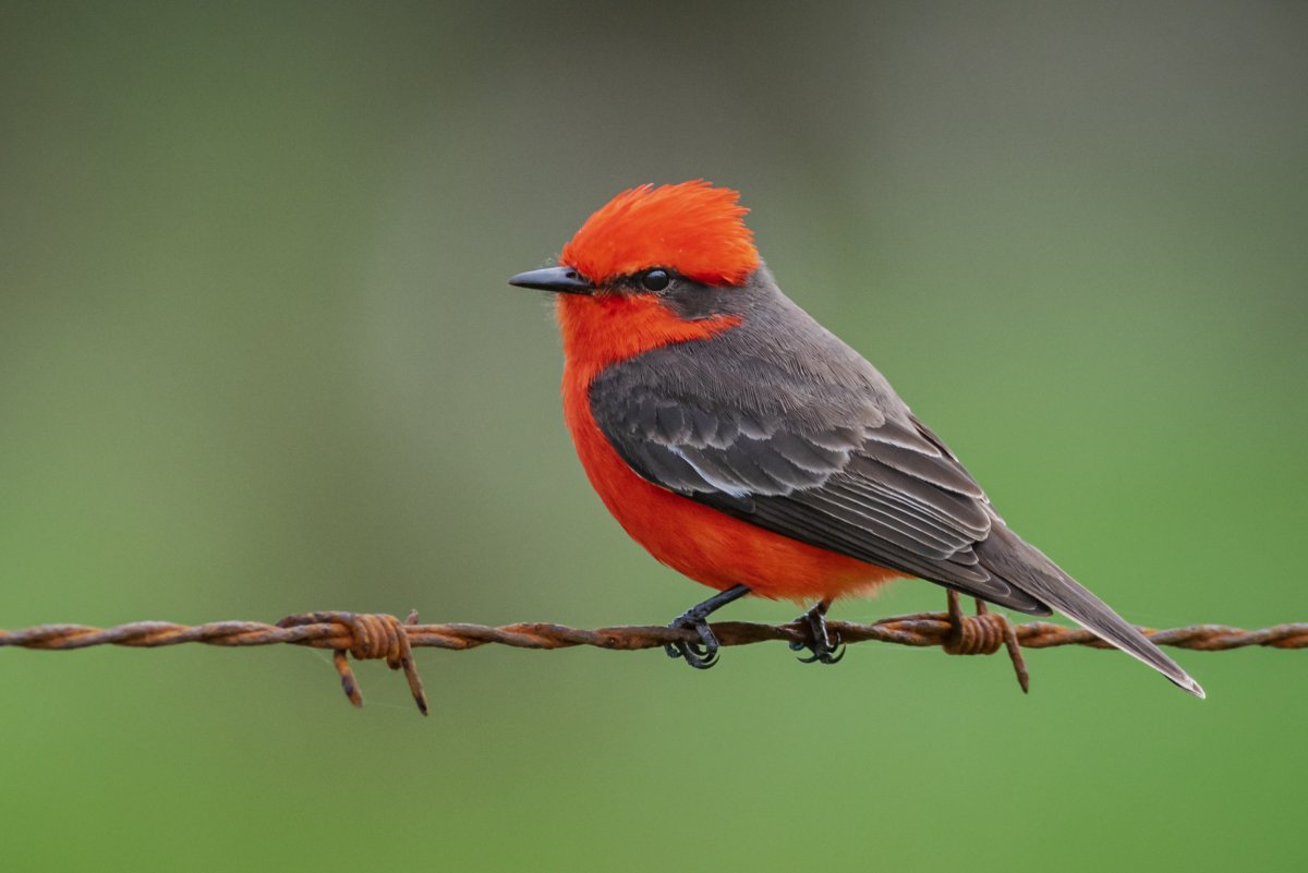 Маленькая птичка с красным животом