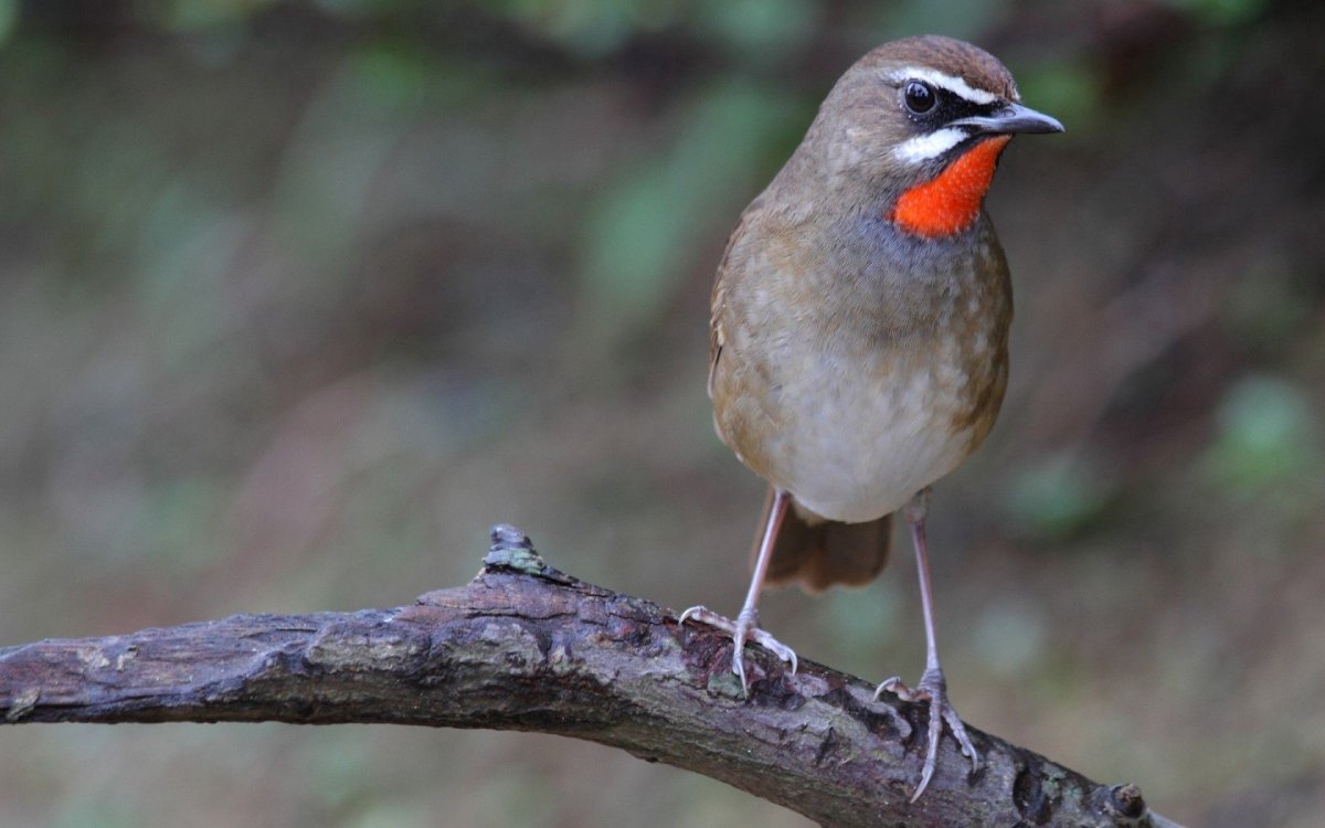 Птичка с красной шейкой