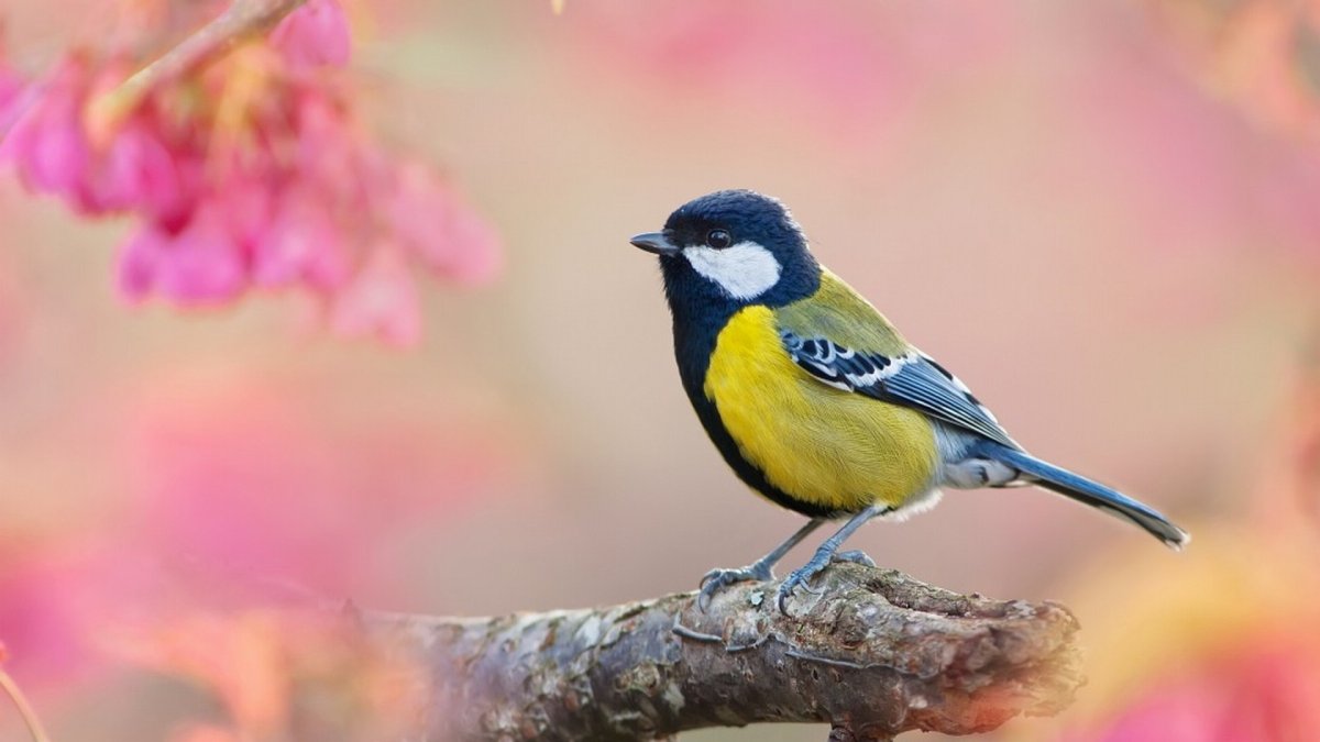 Весенние птицы