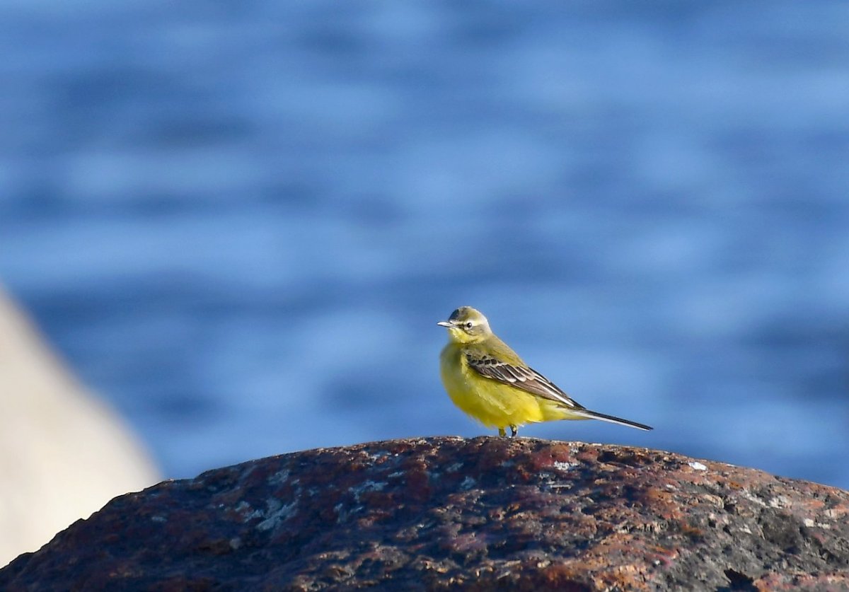 Птичка из евро