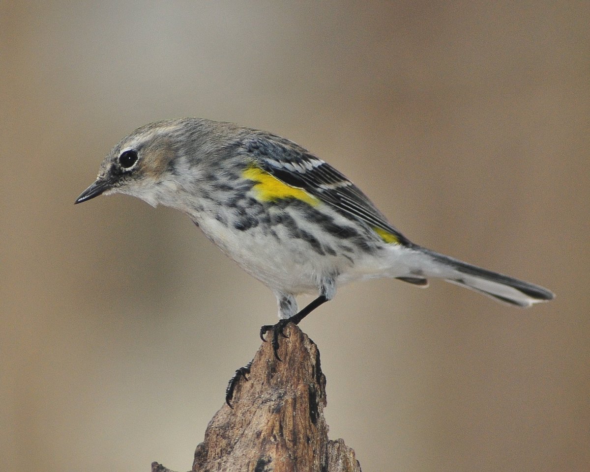Yellow-Rumped Warbler птица Yellow Rumped