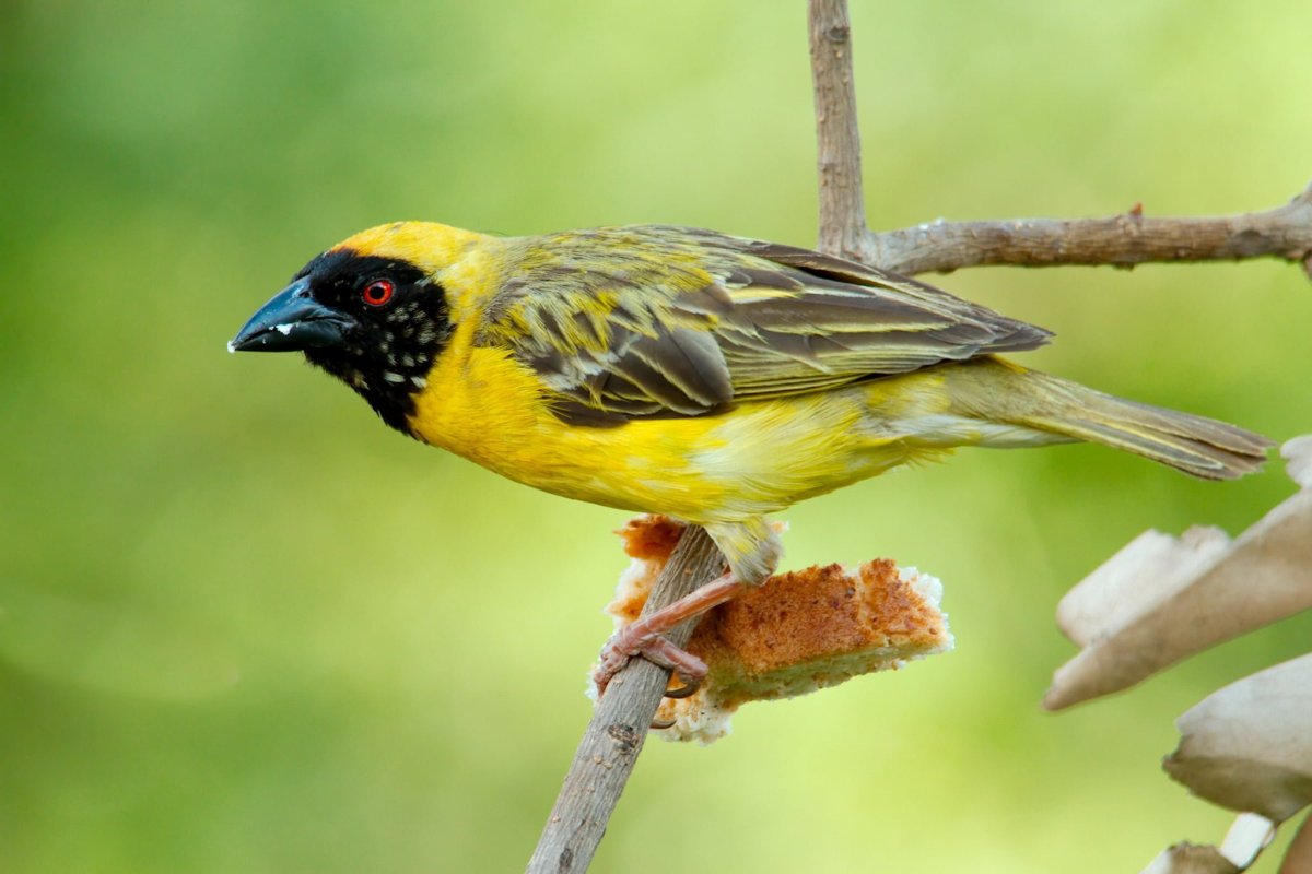 Icterus Melanopsis
