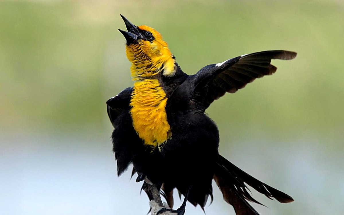 Черно желтая птица