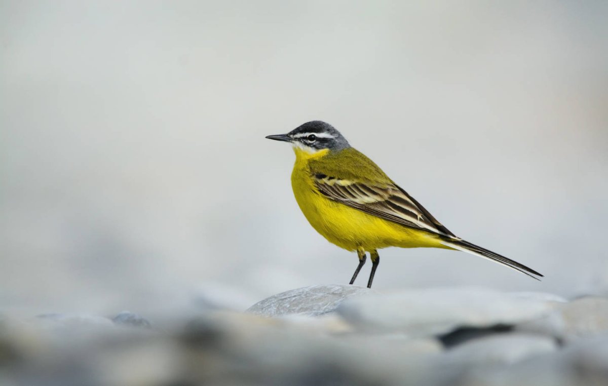 Трясогузка (Motacilla Flava)