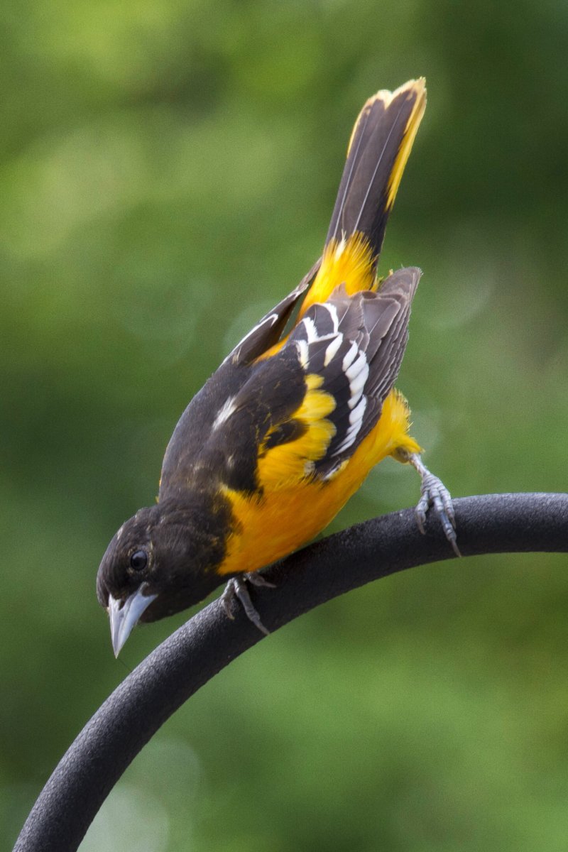 Иволга щегол