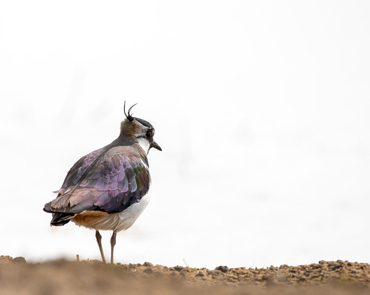 Лысый Чибис