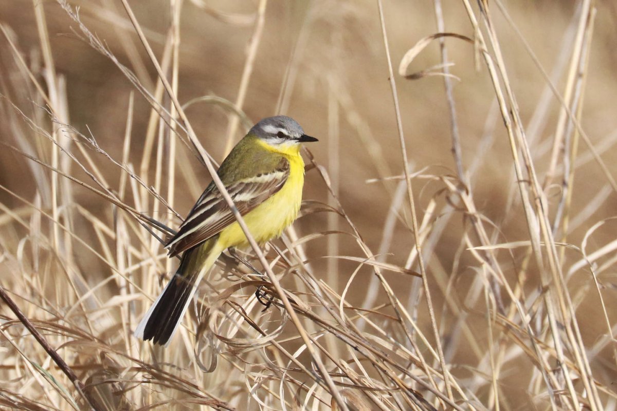 Жёлтолобая трясогузка и жёлтая гибрид
