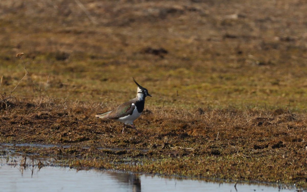 Чибис пигалица птица