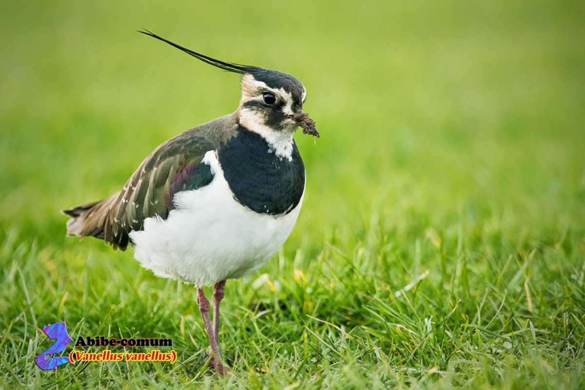 Гнездо Чибиса