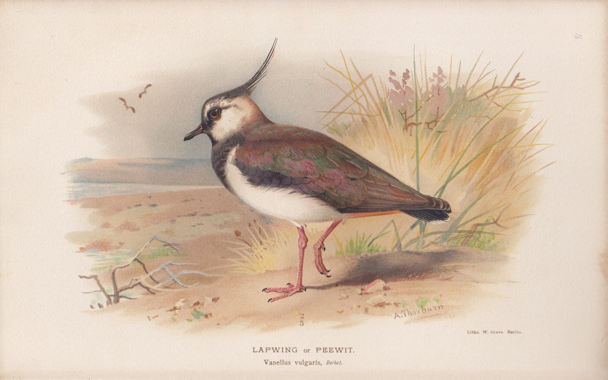 Чибис Степной