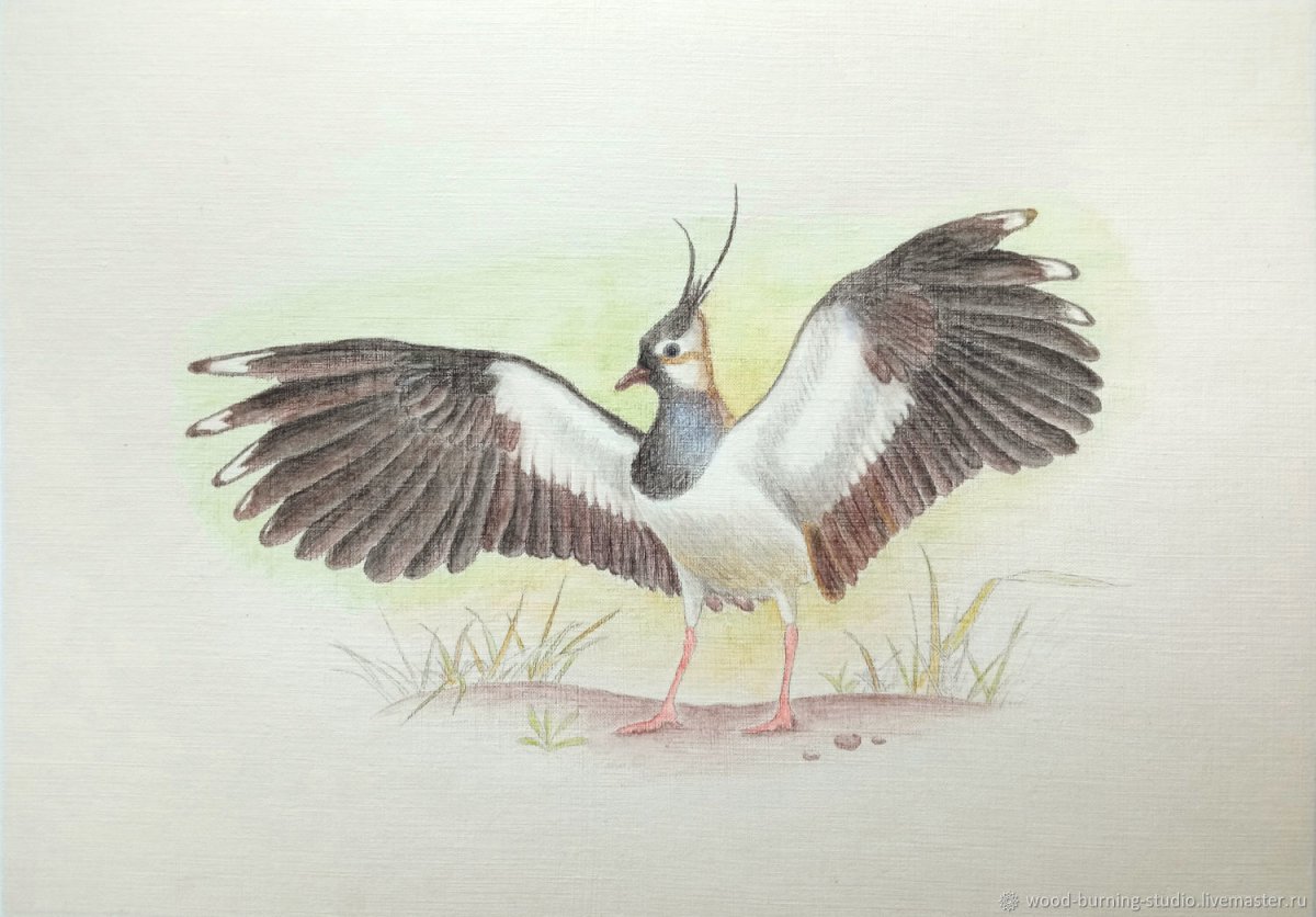 Журавли на болоте