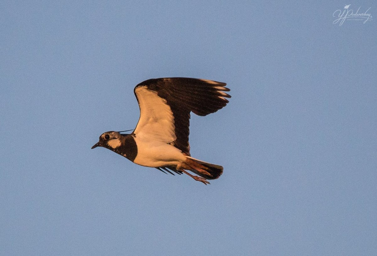 Пузатый Чибис