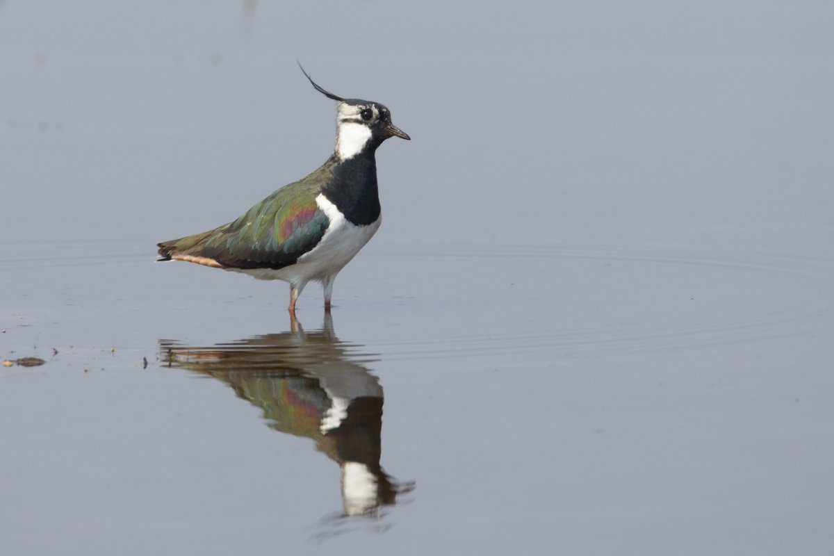 Чибис пигалица