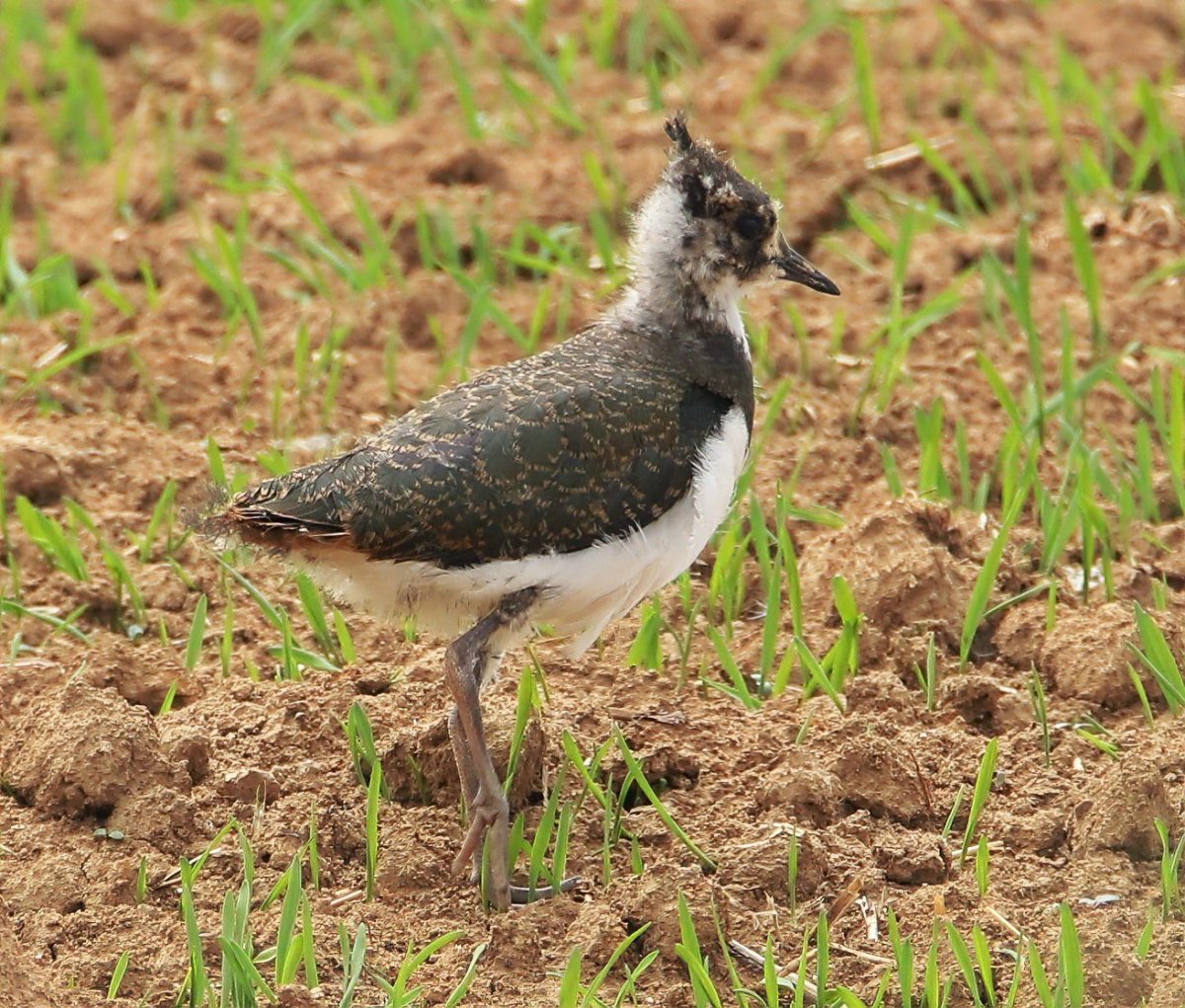 Чибис самка