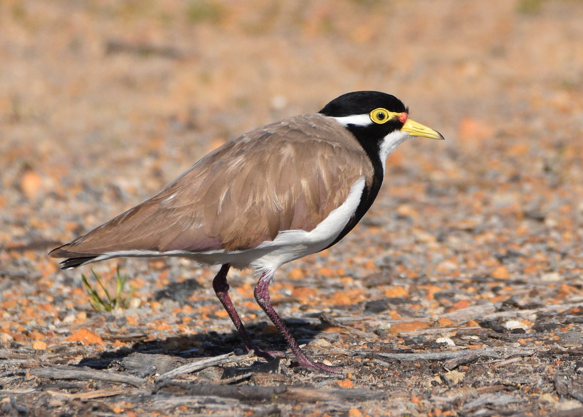 Чернобрюхий Чибис