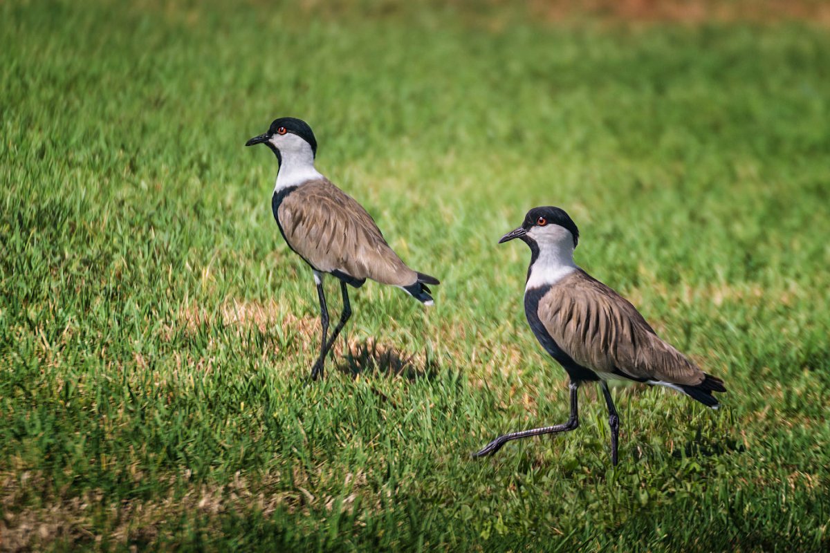 Шпорцевый Чибис
