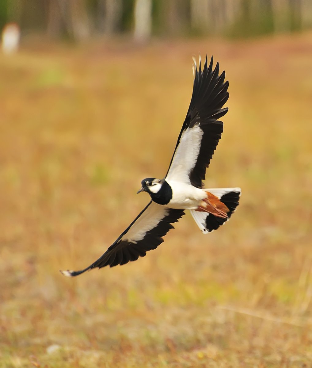 Чибис пигалица