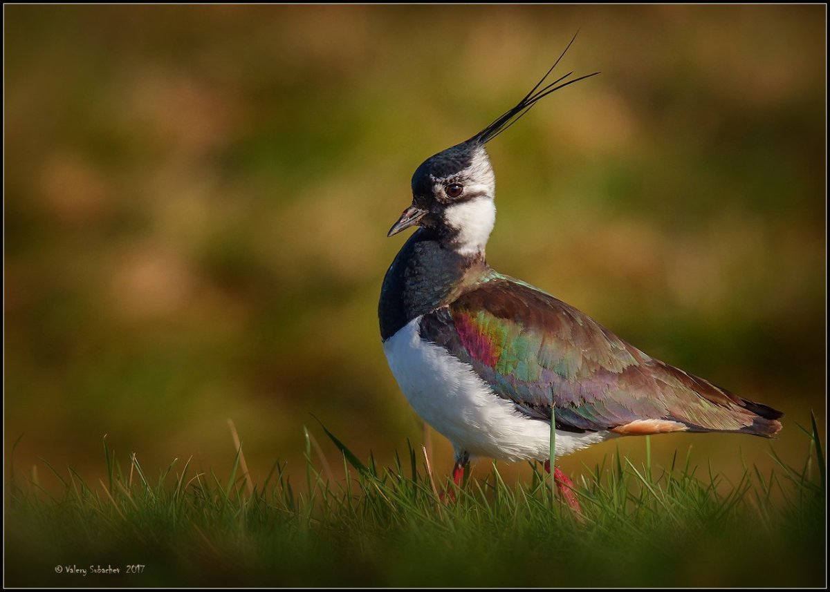 Чибис Луговой