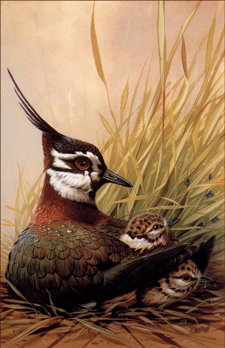 Чибис пигалица