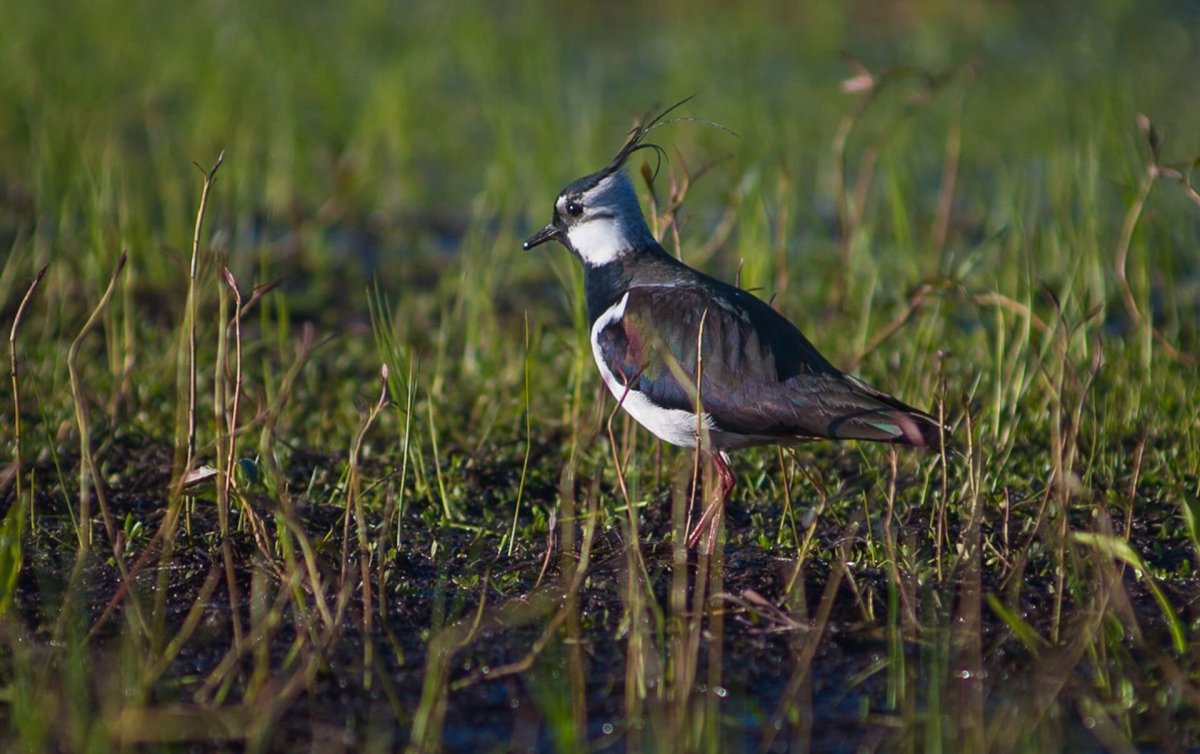 Чибис Болотная птица