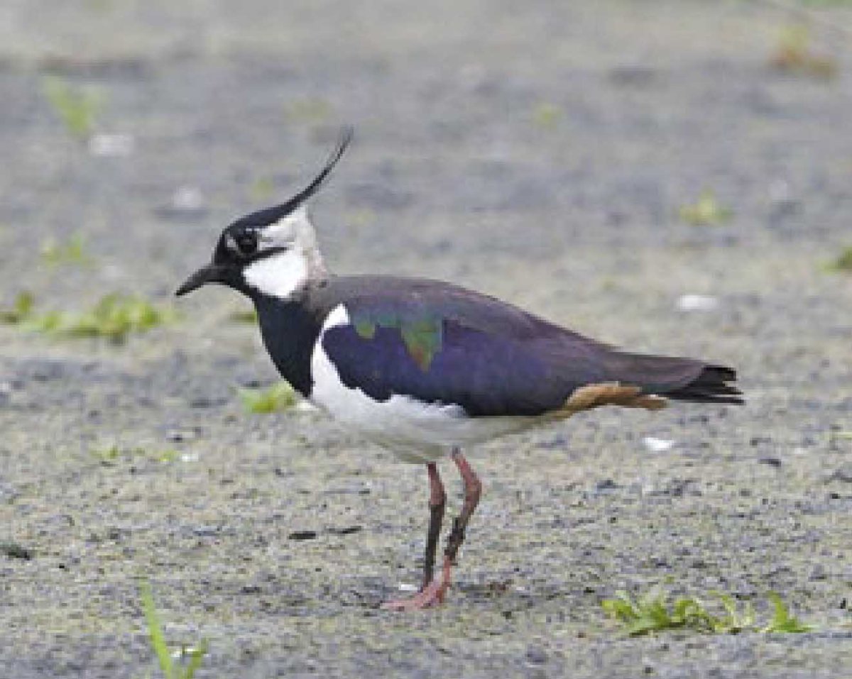 Чибис пиздрик