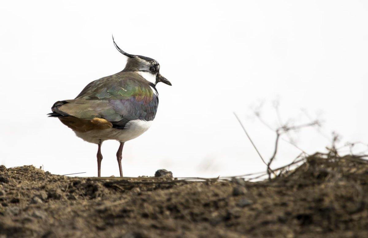 Чибис птица Москва