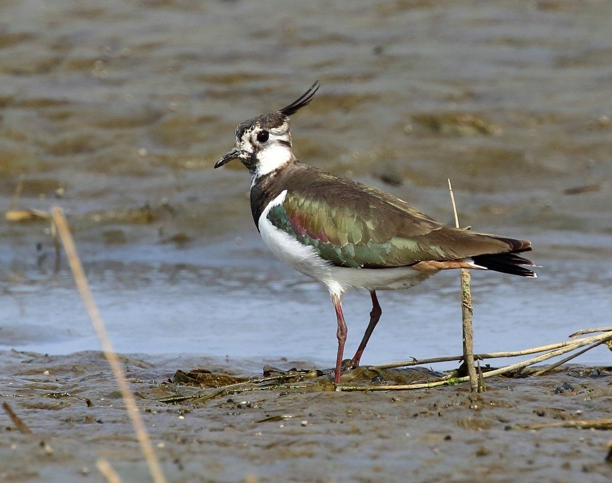 Пузатый чибис
