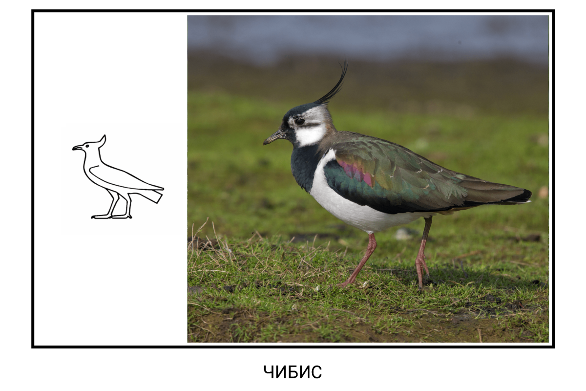 Кулик Чибис
