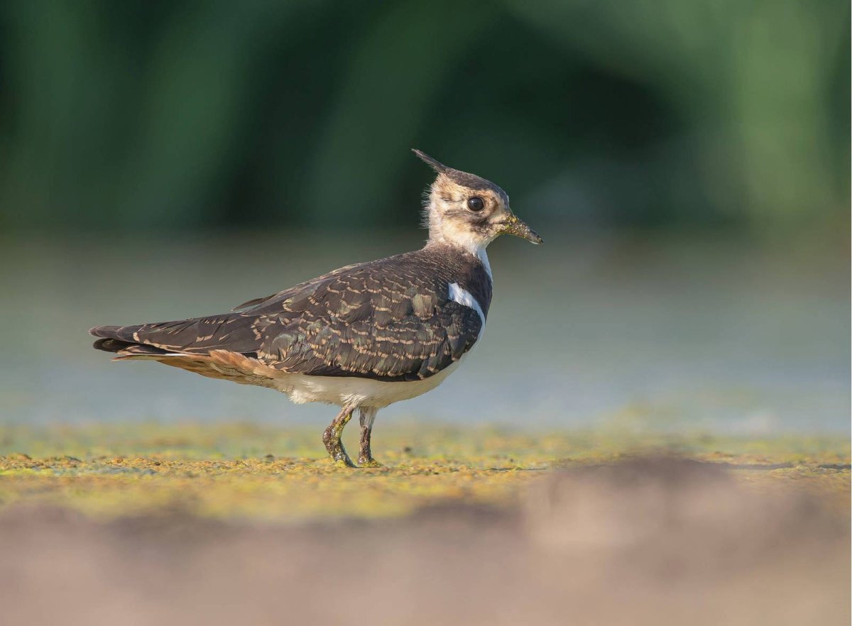 Полевой Чибис