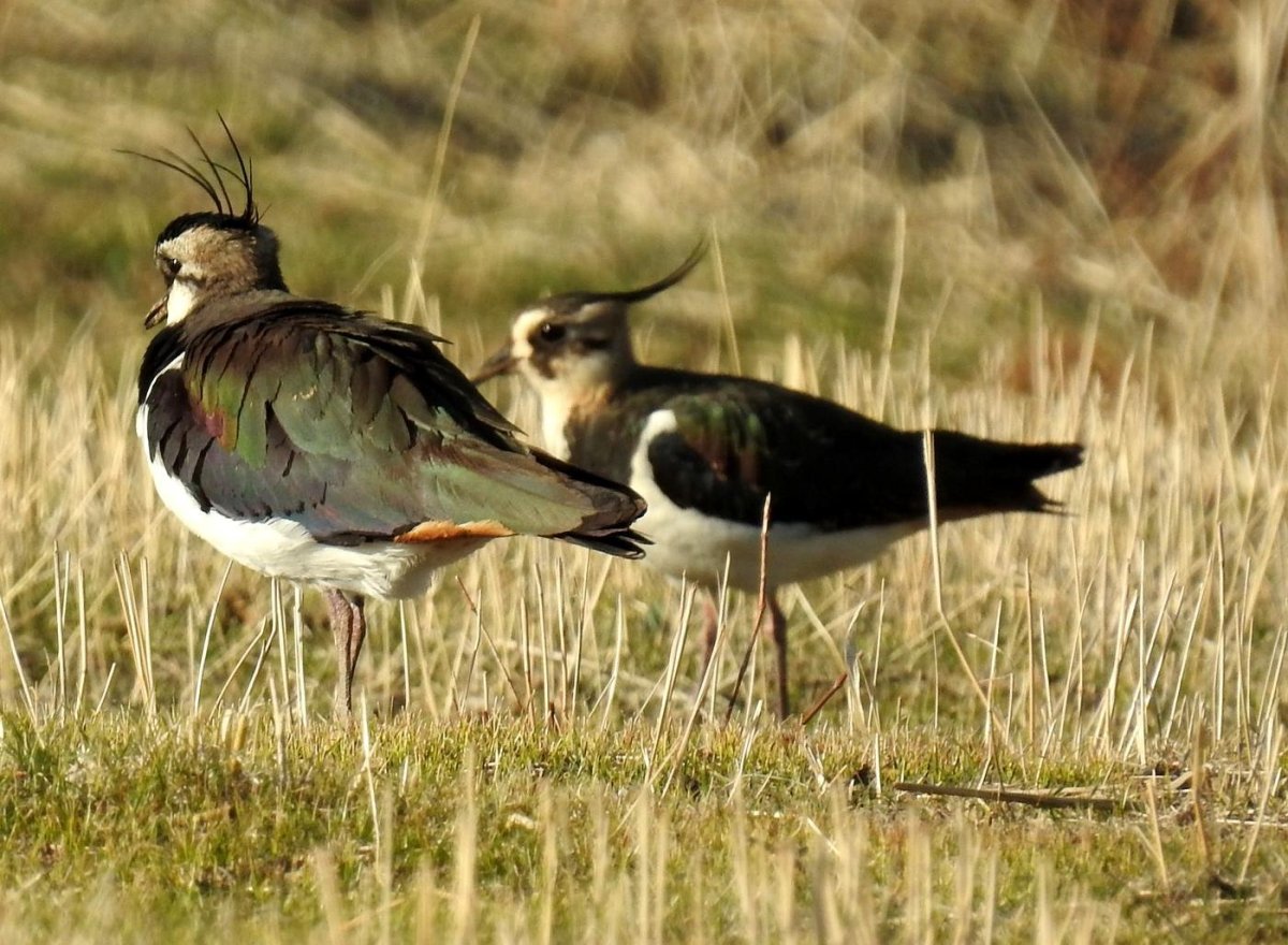 Чибис обыкновенный