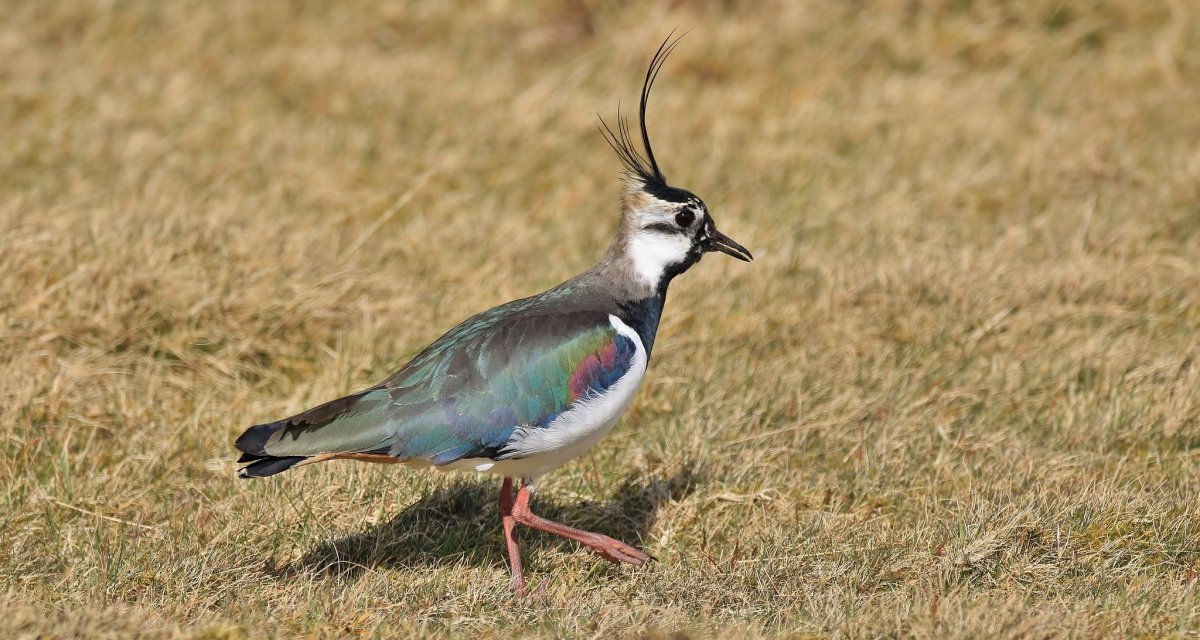 Чибис болотный