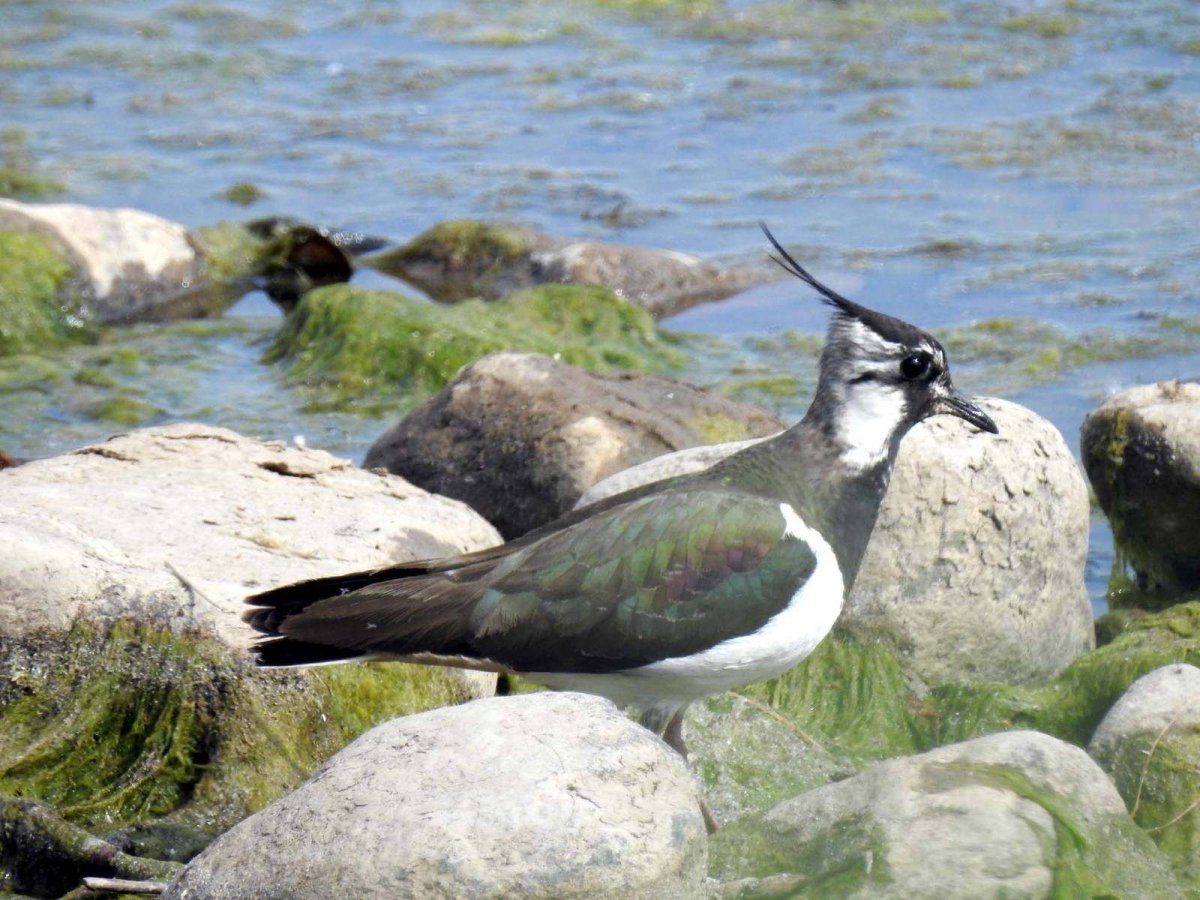 Птица Чибис и Кулик