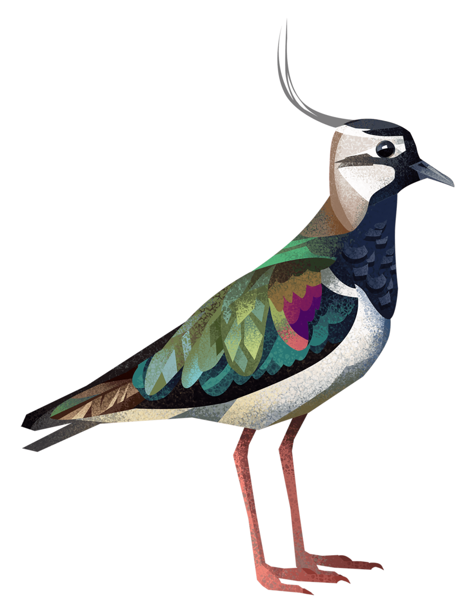 Чибис картинки