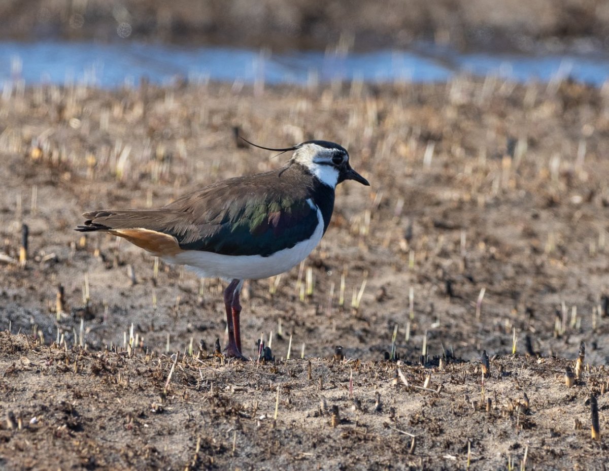 Чибис в Даурском заповеднике