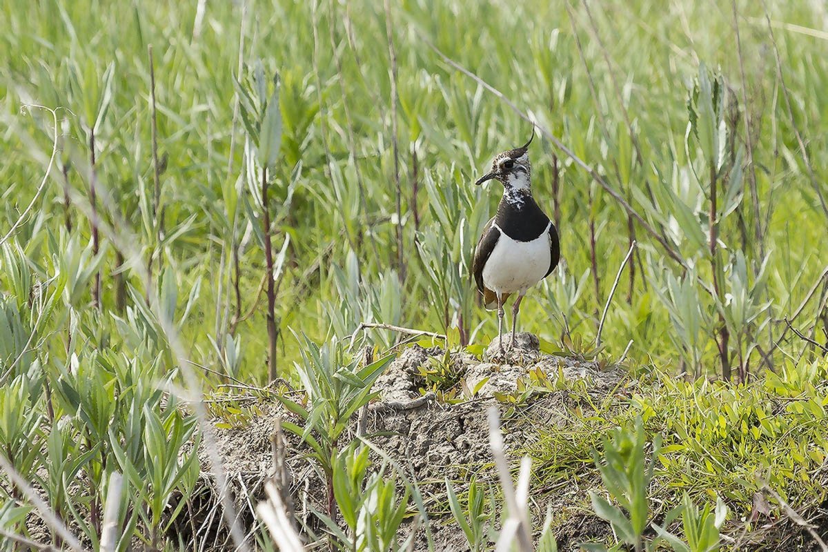 Чибис болотный