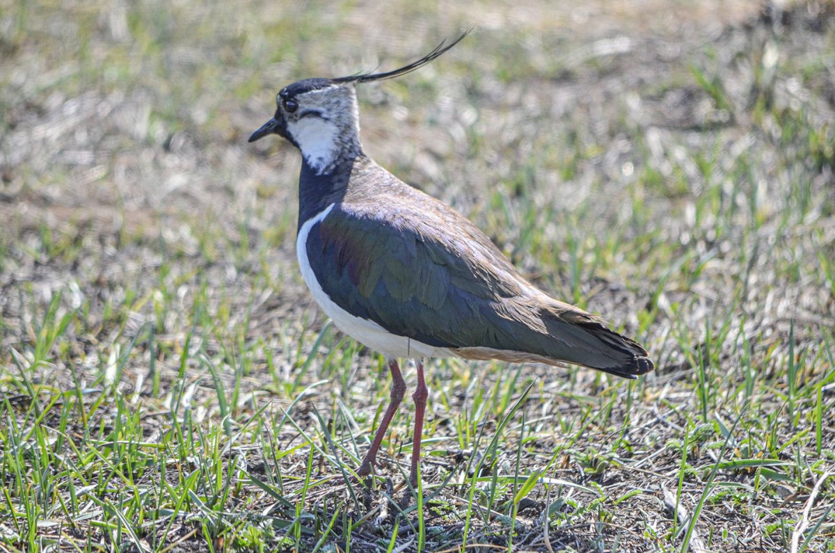 Чибис Забайкальский птица