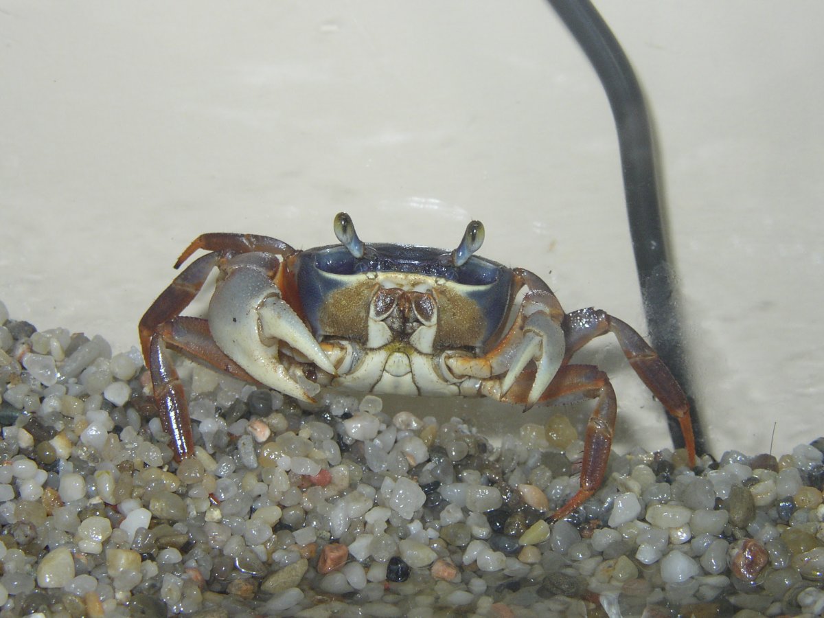 Десятиногие Крабы