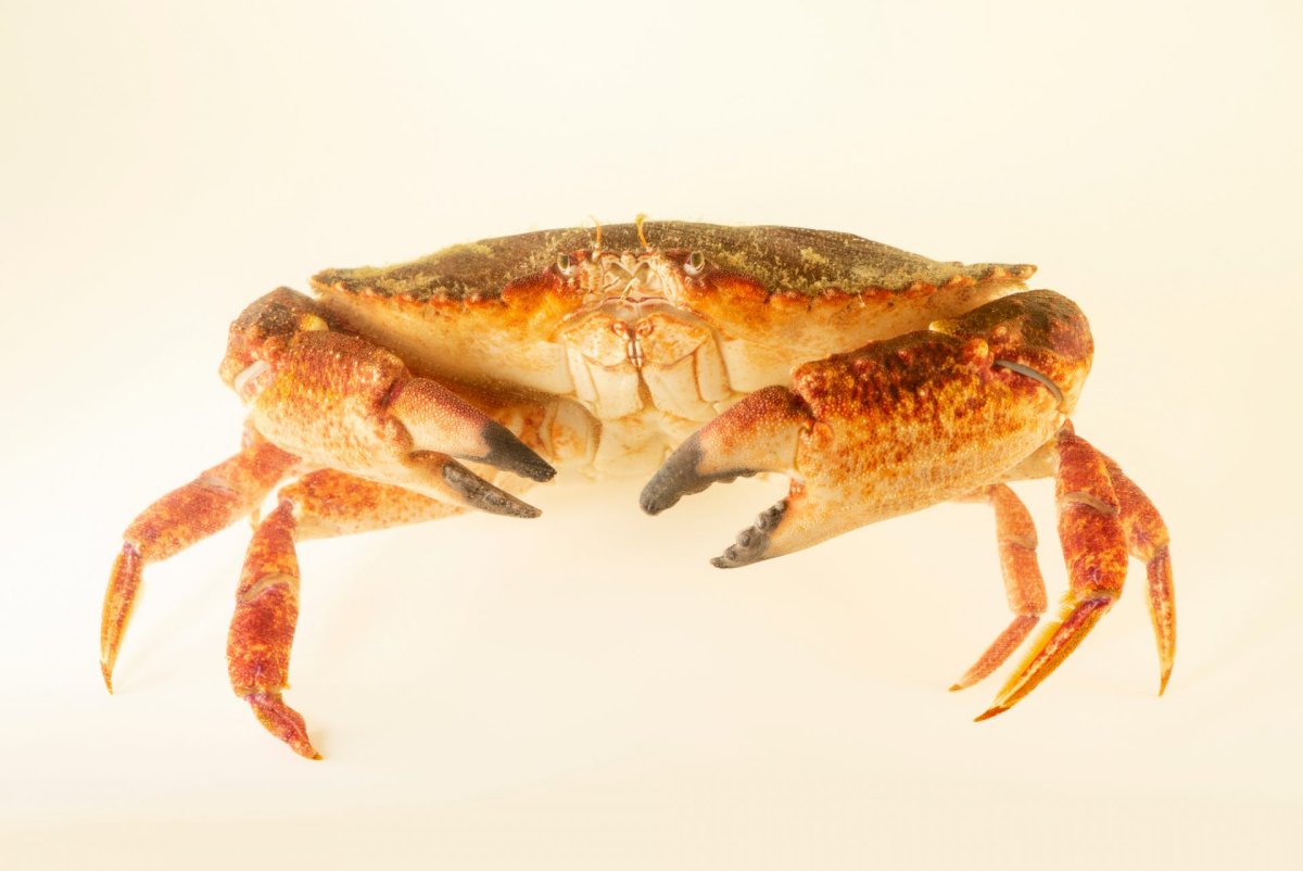 Большой сухопутный краб Cancer Pagurus