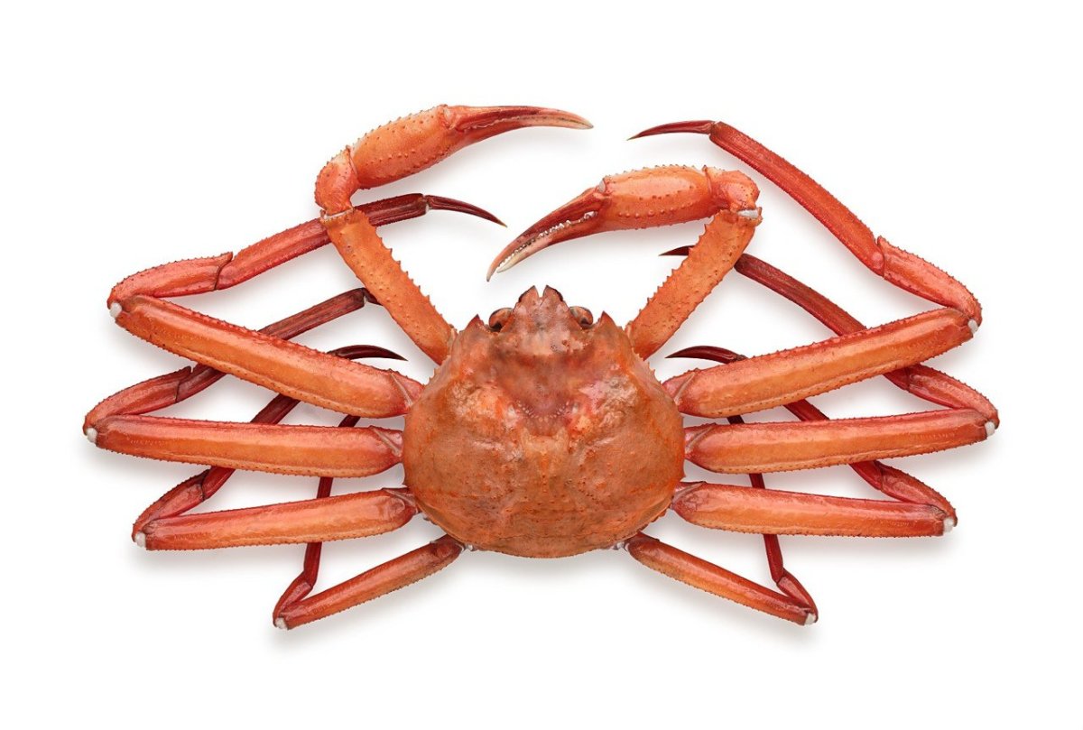 Краб Стригун опилио живой