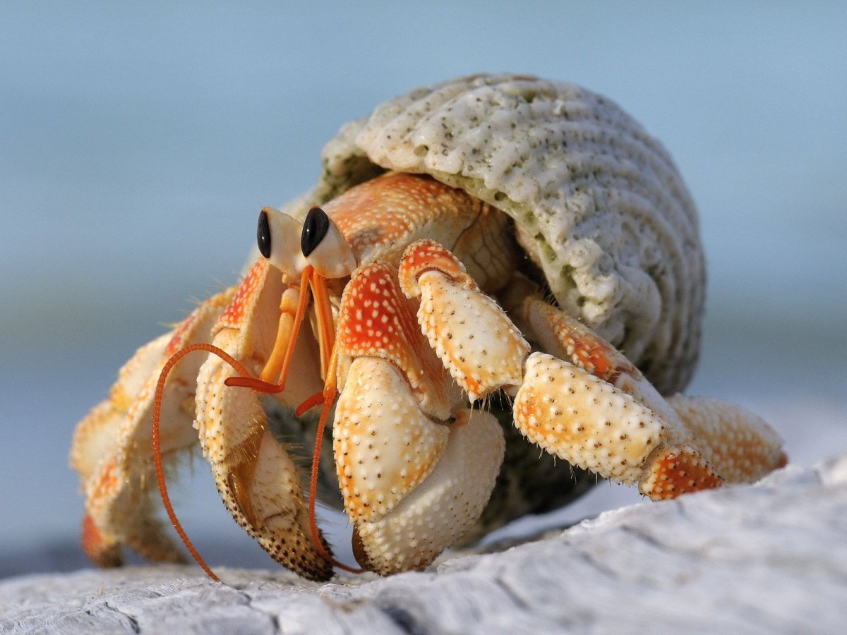 Рак-отшельник обыкновенный