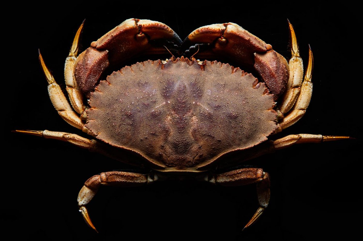 Мифический краб