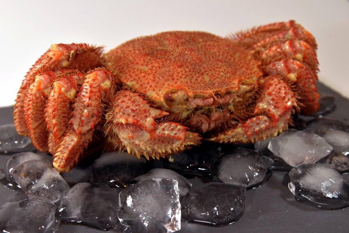 Королевский краб волосатик