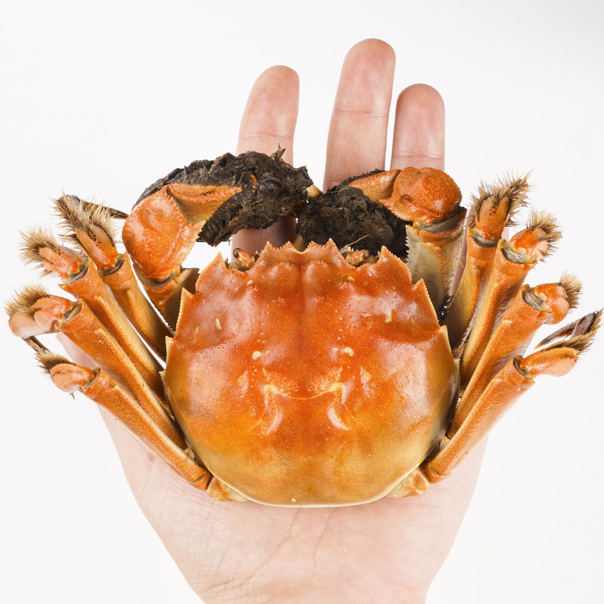 Волосатый краб