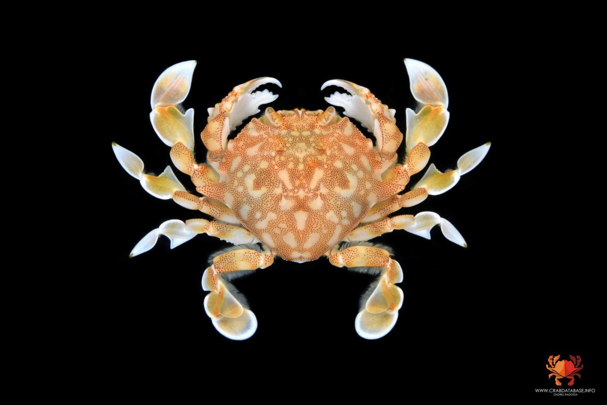 Картинки для детей краб желтого цвета