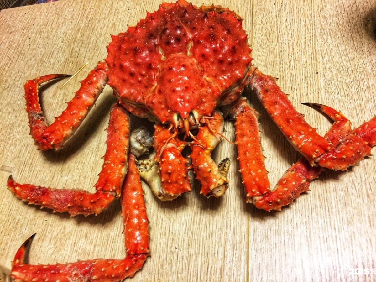 Краб щелкун