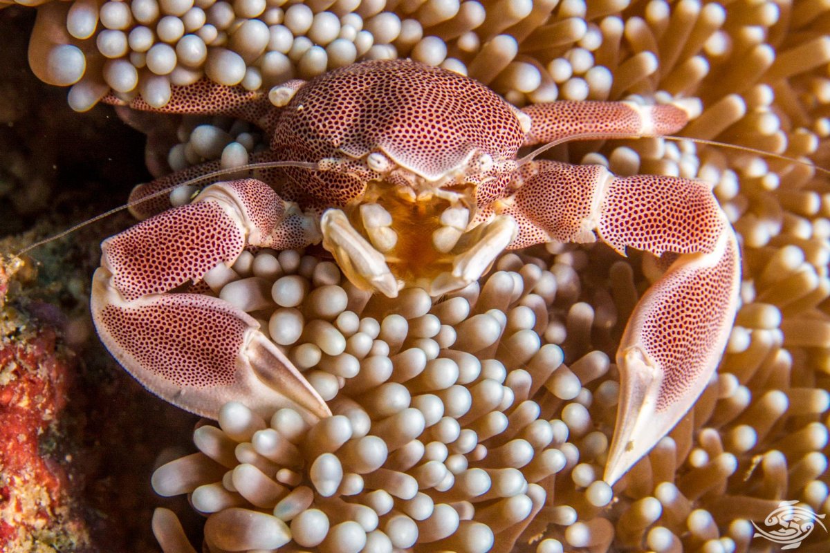 Краб Жемчужинка